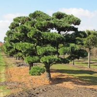 bonsai 1