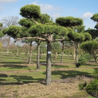 bonsai 2
