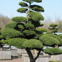 bonsai 3