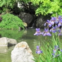 Irisblüte im Japangarten