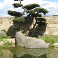 Japanischer Garten mit Großbonsai