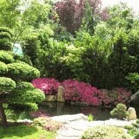 Japangarten mit Koiteich