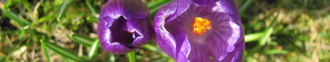 Fruehlingsblume lila