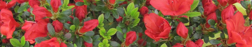 Blumen