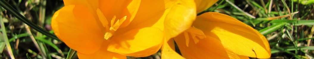 Fruehlingsblume